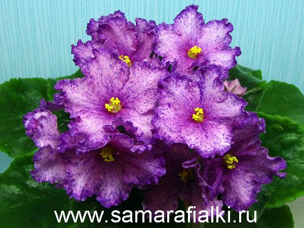 РС-Факир  нов_rs  5.jpg