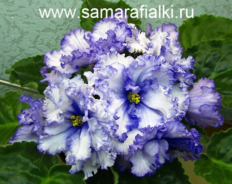 РС-Прозрачная свежесть нов_rs  4.jpg