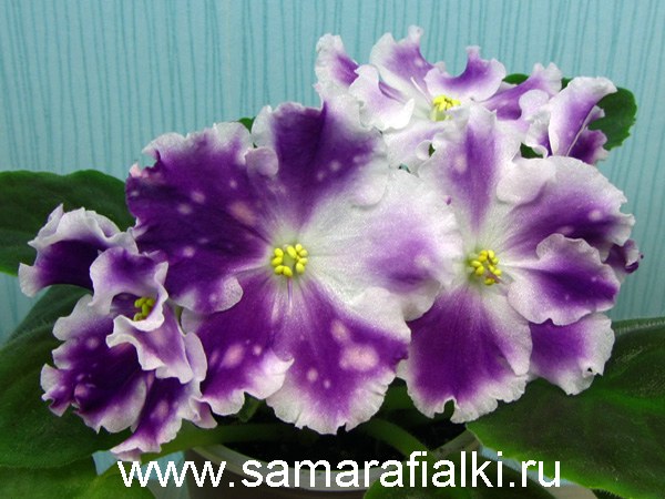 АЕ-Авантюра нов_rs  5.jpg