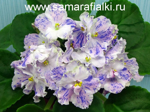 АЕ-Амурчик_rs  5.jpg