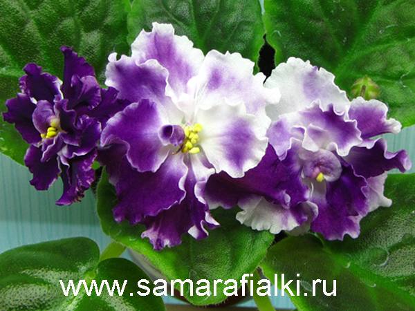 АЕ-Лиловый туман_rs  5.jpg