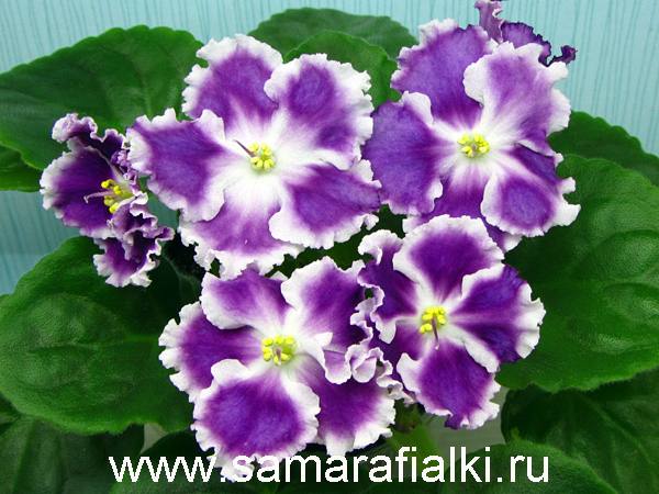Ае-Супернэйче нов_rs  5.jpg