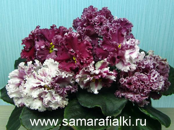 ЛЕ-Взитые Сливки спорт_rs  5.jpg