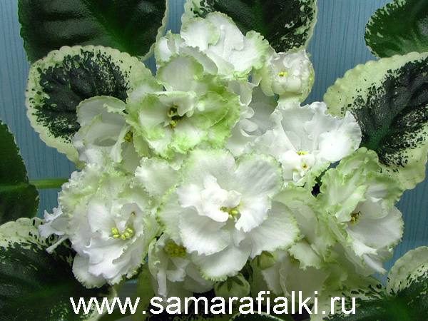 ЛЕ-Абигайль нов_rs  5.jpg