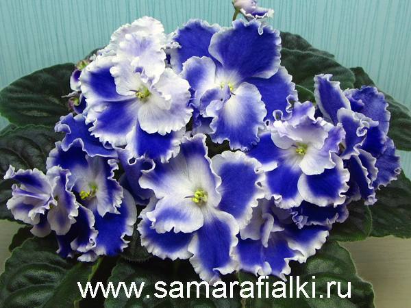 ЛЕ-Ночи Аргентины  новая_rs  5.jpg