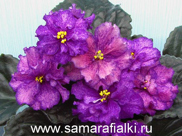ЛЕ-Анна  нов_rs  5.jpg