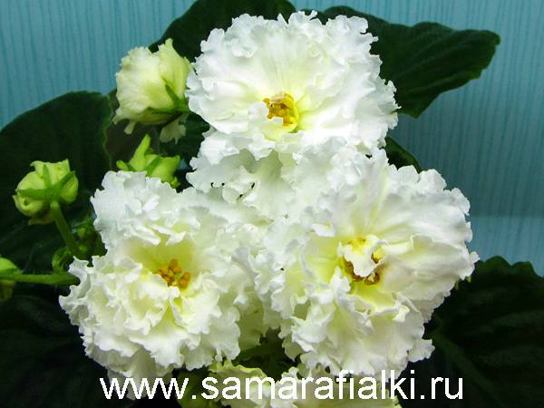ЛЕ-Золотая Роза_rs  5.jpg