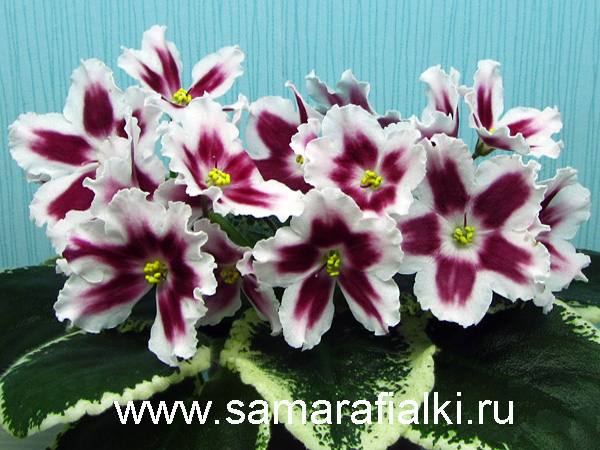 Ле-Маргарита нов_rs  5.jpg