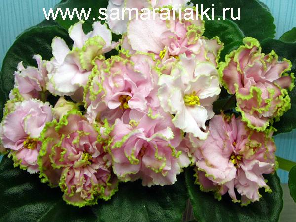 ЛЕ-Сияние весны_rs  5.jpg