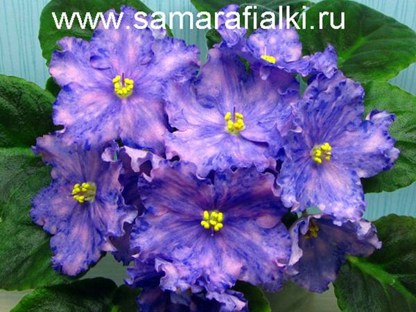 К-ловец снов  нов_rs  5.jpg