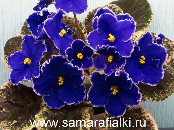 К-Небесная синь  новая_rs  5.jpg