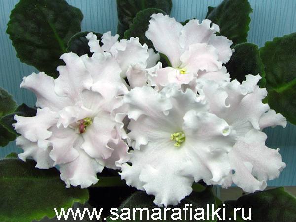ЛиК-Светлая Весть нов_rs  5.jpg