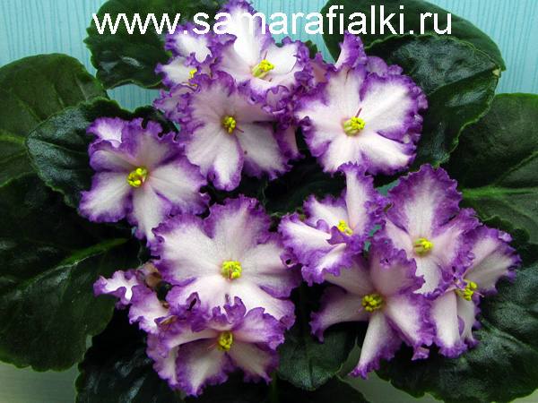 ЛиК-Кралечка нов_rs  5.jpg