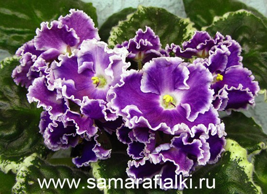 пётсрая рапсодия нов_rs  .jpg