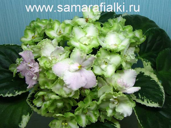 Весна  нов_rs  5.jpg