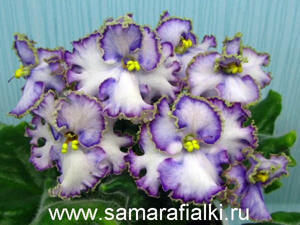 АН-Копеечка нов_rs  5.jpg