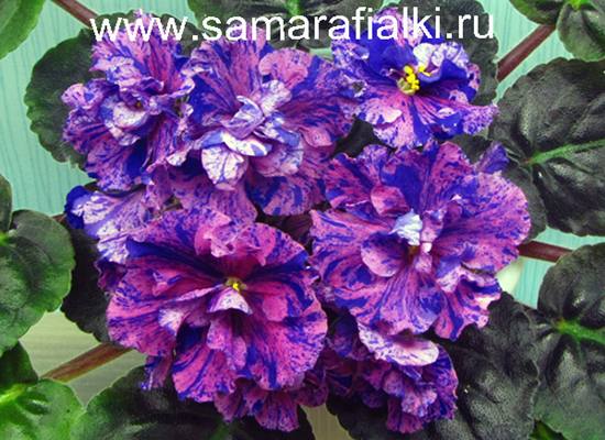 ПТ-Расписная Вуаль_rs  5.jpg