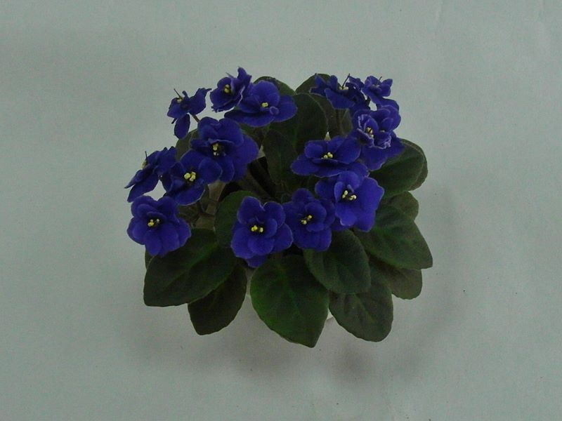 Blue Blazes. Колл. В.Титовская.JPG