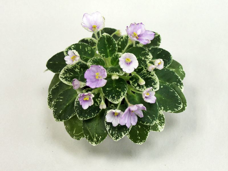 Kentucky Baby Bells. Колл. В.Титовская.JPG