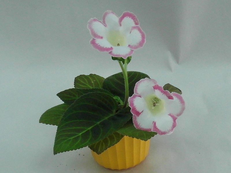 Глоксиния Rosalinda. Колл. Е.Прудкова.JPG
