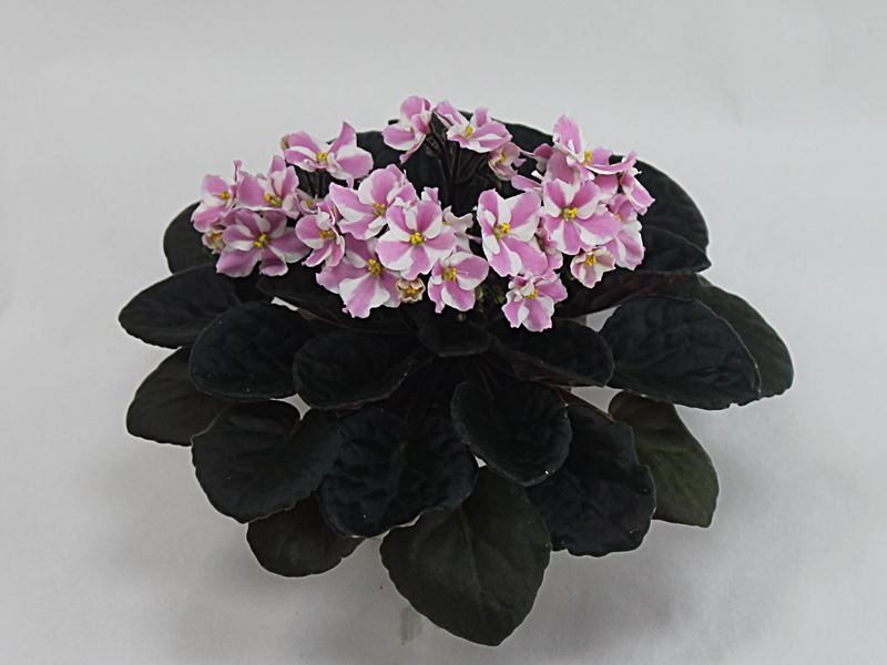 Humako Sweet. Колл. О.Стуленкова.JPG