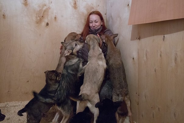 2015 Новосибирский приют.jpg