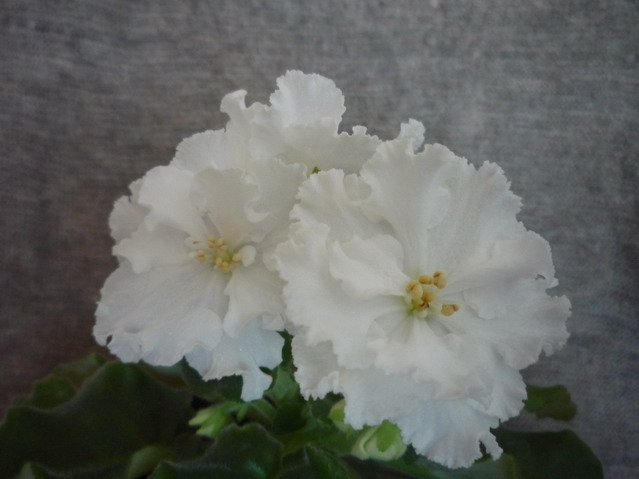 P1000120.JPG