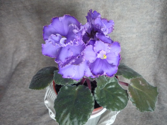 P1000216.JPG