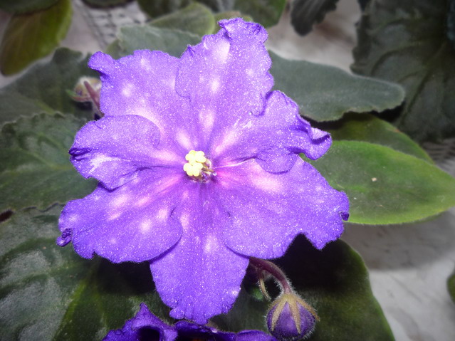 P1000201.JPG