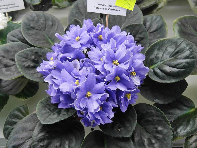 Rapsodia Clementine. Колл. Патрушевой.JPG