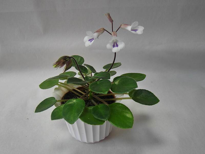 Tamiana. Колл. Прудковой.JPG