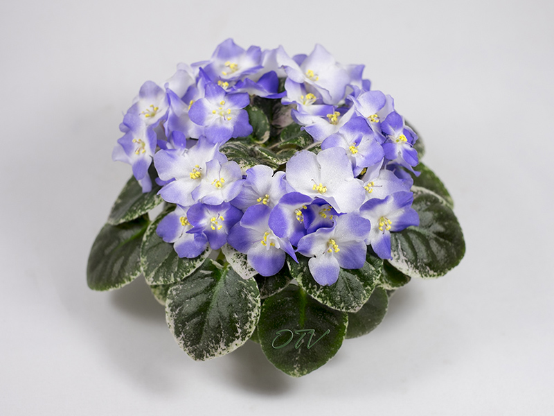 Shirl`s Hawaiian Lei.jpg
