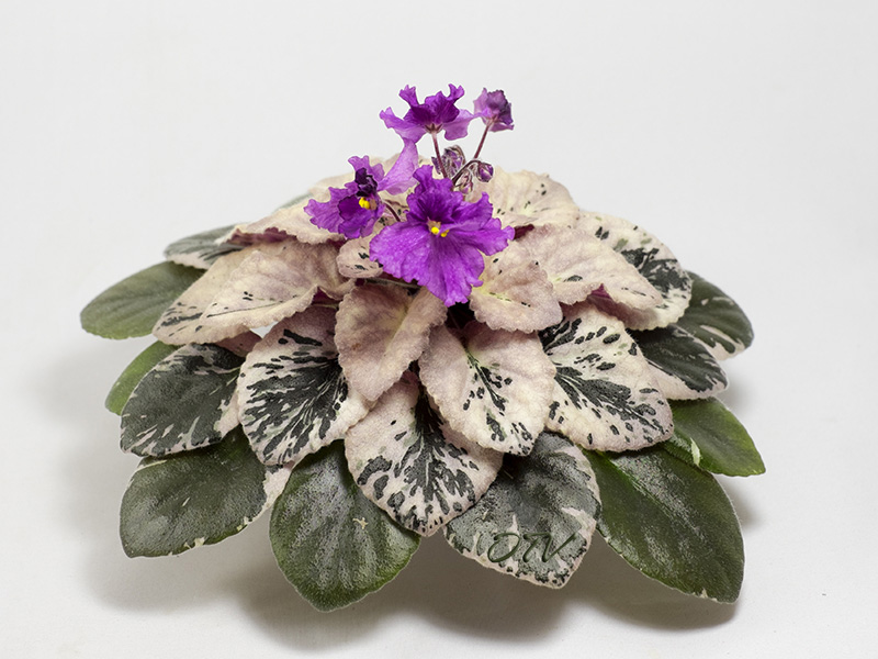 Dean's Plum Peacock.jpg