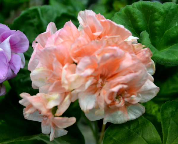 DSC_0342р.jpg