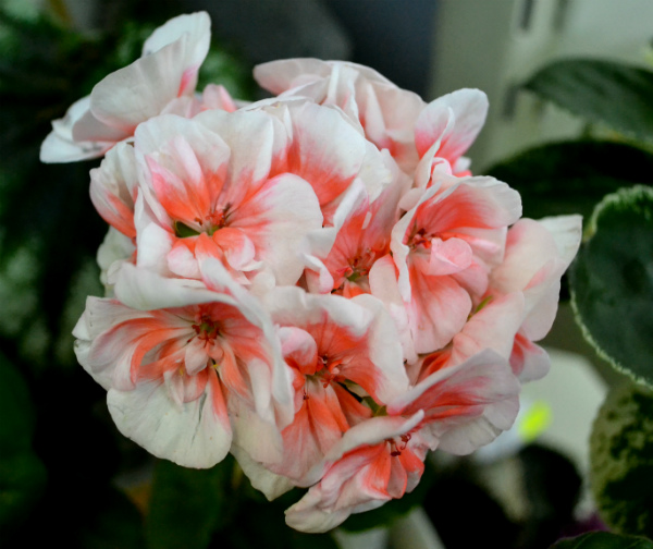 DSC_0343р.jpg