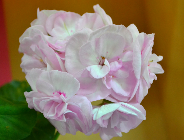 DSC_0359р.jpg