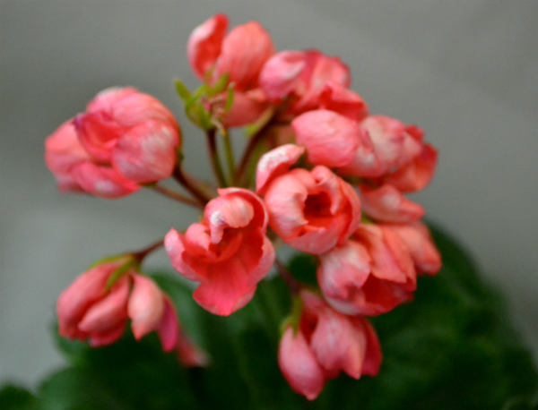 DSC_0365р.jpg