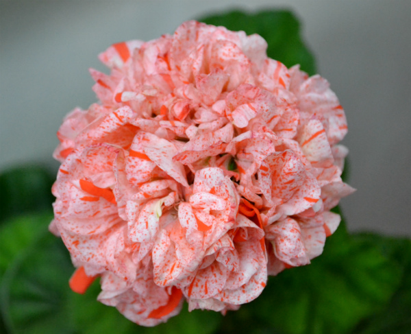 DSC_0363р.jpg