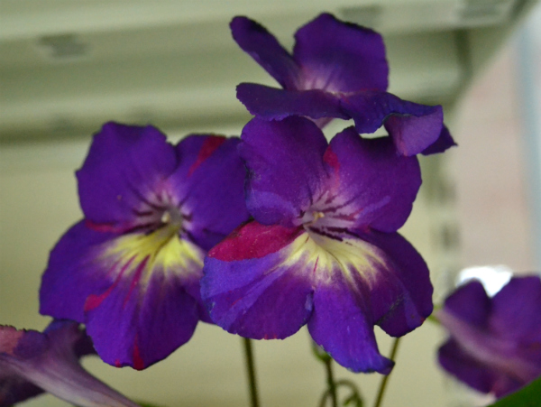 DSC_0374р.jpg