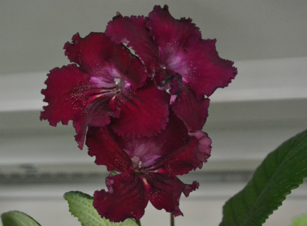 DSC_0375р.jpg