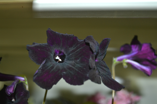 DSC_0405р.jpg