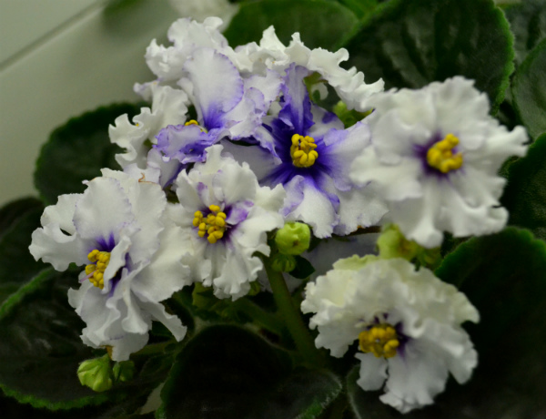 DSC_0463р.jpg