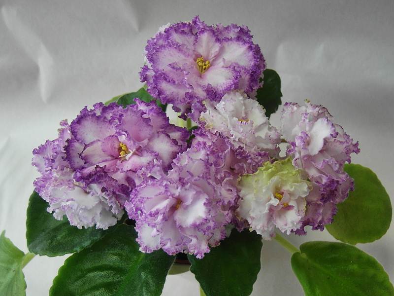 Фея. Колл. Стуленковой.JPG