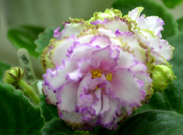 DSC_0446р.jpg