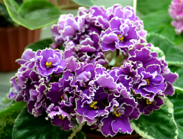 DSC_0413р.jpg