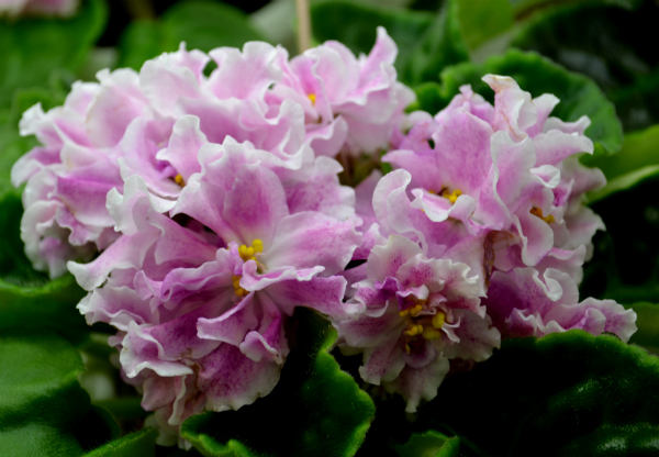 DSC_0416р.jpg