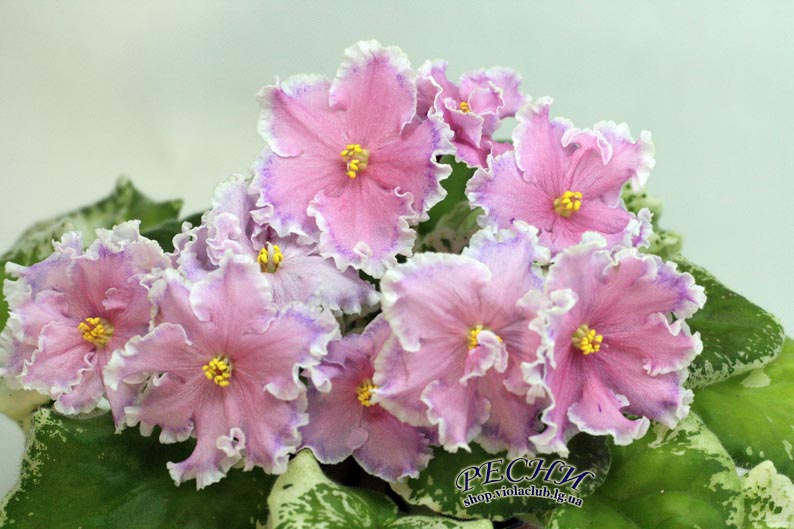 IMG_2820 копия.jpg