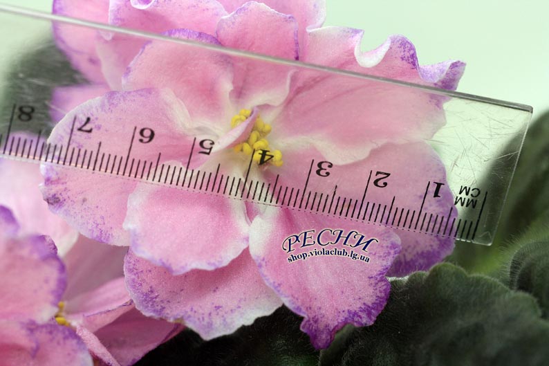 IMG_5153 копия.jpg