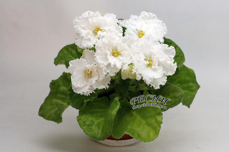IMG_5368 копия.jpg