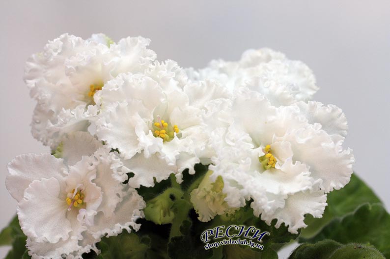 IMG_5350 копия.jpg